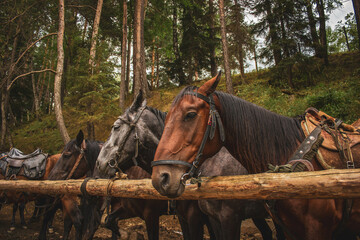 Close-up portrait of horses in a corral