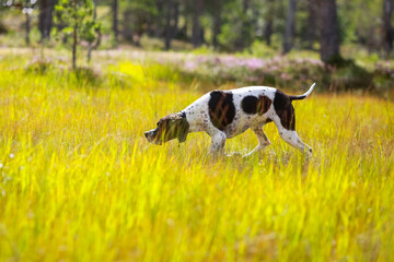 Dog english pointer 