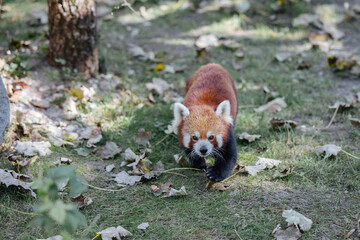 Red panda walking in it's enclosure at the Munich zoo in Germany