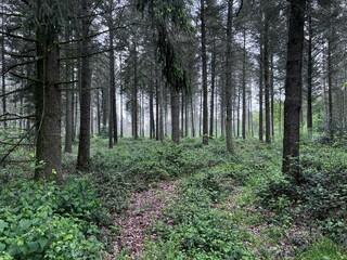 footpath in the forest