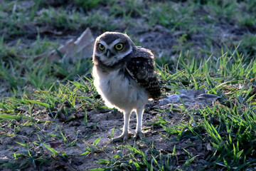 So cute Owl