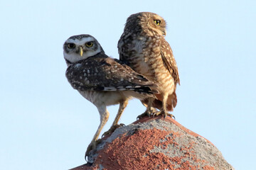 So cute Owl