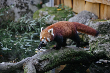 Red panda walking in it's enclosure at the Munich zoo in Germany