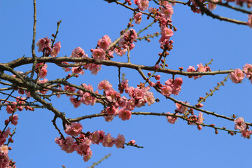 Cherry spring blossom, the flower at spring