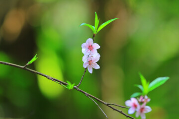 Cherry spring blossom, the flower at spring