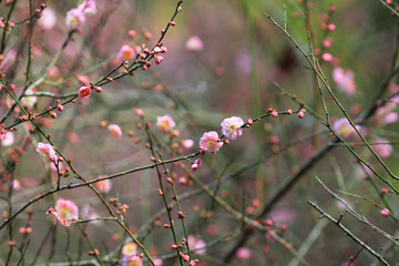 Cherry spring blossom, the flower at spring