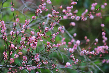 Cherry spring blossom, the flower at spring