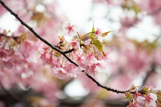 水滴と河津桜