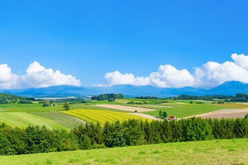 Fototapeta premium 夏の北海道美瑛・富良野