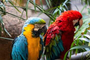 Close-up of two colourful parrots in Gran Canaria, Spain