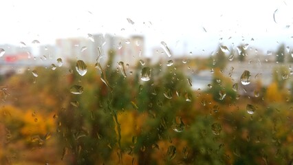 Autumn leaves over rainy window. orange maple leaves and wet glass with rainy drops texture. fall...