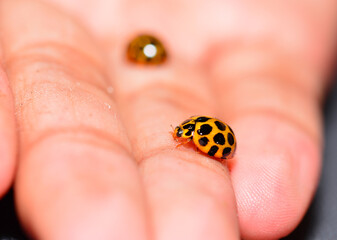 ladybird on hand