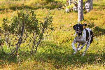 Dog english pointer 