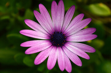 Obraz premium close up Flowers and blossoms