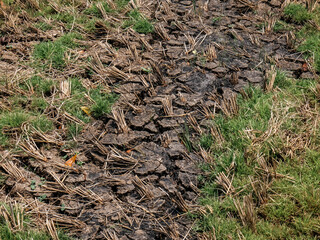 Once the rice fields have been harvested, the soil will be dry and cracked because there is no water flowing through it
