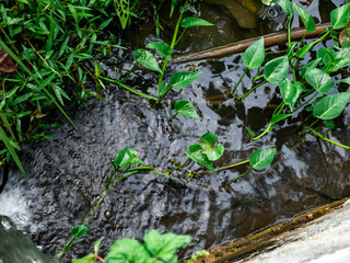 Water spinach plants that grow in the Small River
