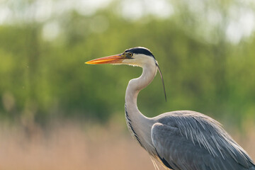 grey heron ardea cinerea