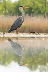 Grey heron
