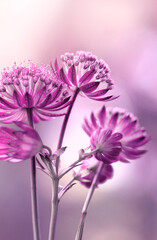 Fioletowe kwiaty  Jarzmianki © mycatherina