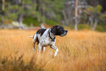 Dog english pointer 