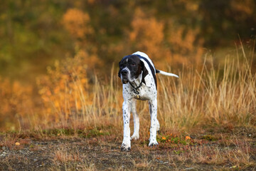 Dog english pointer 