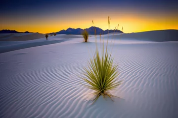 Ingelijste posters désert de sable blanc ondulé par le vent et parsemé de petits palmiers, photo au soleil couchant © Sébastien Jouve