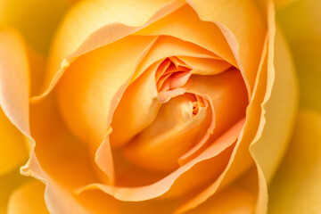 Close-up of a yellow rose revealing its patterns, textures, and details