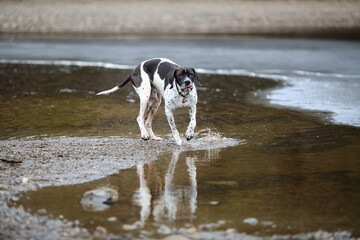 Dog english pointer 