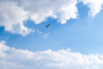 Blue sky with white fluffy cloud with a bird flying in the sky.  