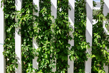  white strip wall with green leaves exterior facade decoration 