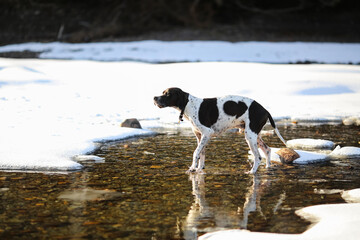 Dog english pointer 