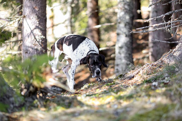 Dog english pointer 