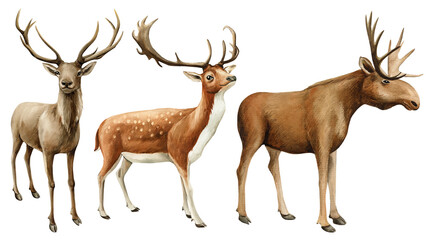 Naklejka na ściany i meble Watercolor set of elk, deer, fawn. Hand Painted forest animal isolated on white background. Woodland wildlife