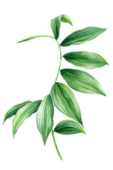 leaves of spiral ginger watercolor, tropical exotic green leaves botanical illustration isolated on white background