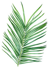 Palm leaves watercolor, tropical exotic green leaves botanical illustration isolated on white background