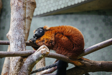 Red ruffed lemur at the Munich Zoo © Dennis