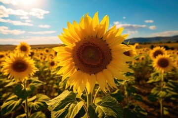 Fototapeta premium field of sunflowers