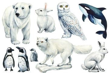 Hare, arctic fox, owl, white bear, penguin and killer whale. Watercolor winter Animal set on isolated white background © Hanna