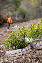 Planting a forest, artificial forest regeneration. Beech seedlings with a covered root system.