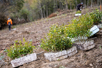 Planting a forest, artificial forest regeneration. Beech seedlings with a covered root system.