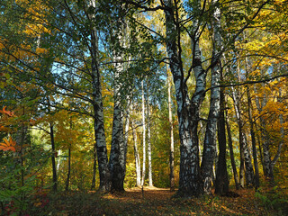Park in the fall. Russian autumn nature. Russia, Ural, Perm region	