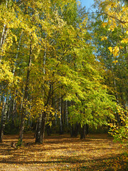 Fototapeta premium Park in the fall. Russian autumn nature. Russia, Ural, Perm region 