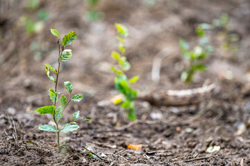 Planting a forest, artificial forest regeneration. Beech seedlings with a covered root system.