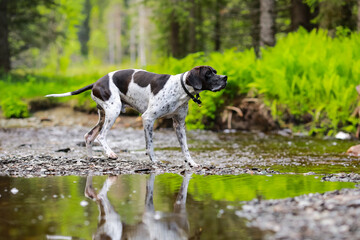 Dog english pointer 