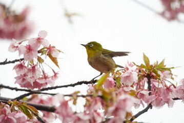 Fototapeta premium 濡れながら河津桜の蜜を探し回るメジロ