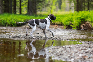 Dog english pointer 