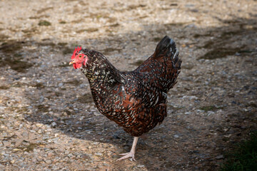 A Sussex chicken standing in the sunshine