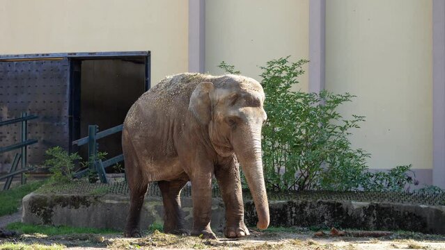Elephant bathing in sunshine strolls through zoo open-air cage. Elephant waves trunk throwing sand into air creating alluring scene for onlookers
