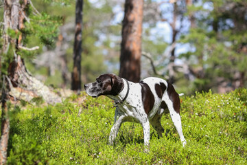 Dog english pointer 