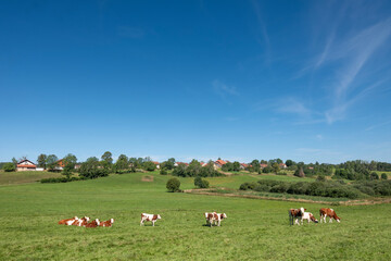 red and white spotted cows near village in french jura under blue summer sky